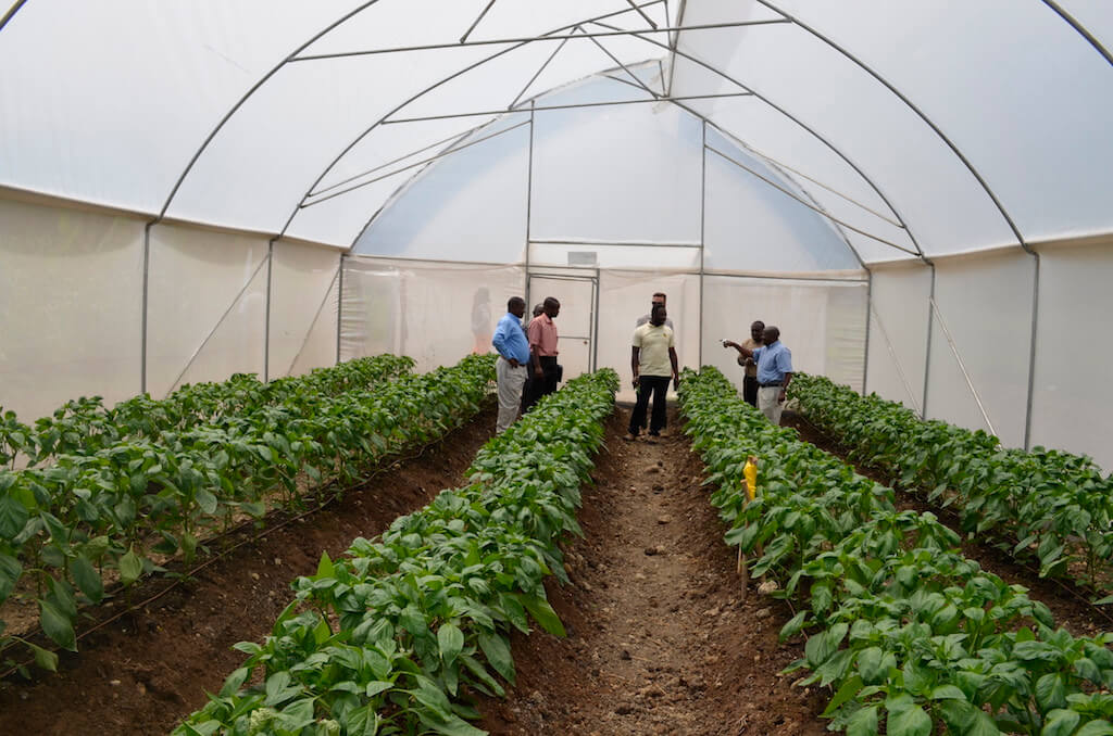 New dawn for Tanzania horticulture TANZANIA’S High Commissioner to the United Kingdom, Ambassador Mbelwa Kairuki, in partnership with the Tanzania Horticultural Association (TAHA),